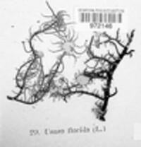 Usnea florida image